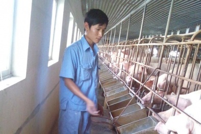 Giám đốc 8X ở Thủ đô: Chăn lợn, thả cá, kiếm 9 tỷ đồng/năm